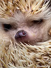 Bild - 06-27-Igel.tif