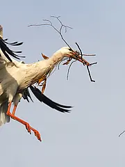 Bild - 0327-maerz-storch-nestbau.tif