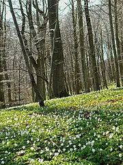 Bild - 0326-maerz-anemonen-teppich-bluete.tif