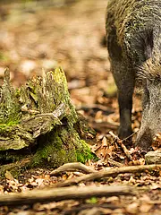 Bild - 11_29-wildschwein.tif