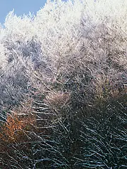 Bild - Buchenkronen_mit_Schnee.jpg