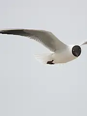 Bild - 12_23-pm-sharkmk-lachmoewe.tif