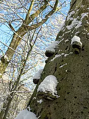 Bild - Buchenstamm_mit_Baumpilzen_im_Winter.jpg