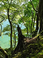 Bild - Kliffhangwald_04.jpg