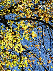 Bild - Herbstlaub.jpg
