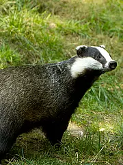 Bild - 07-02-Dachs.tif