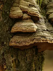 Bild - 02_07-pm-peaty-zunderschwaemme.tif