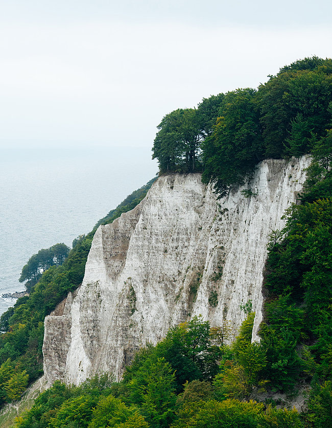 Ein Küstenabschnitt mit steilen, weißen Kreidefelsen, die von üppigem, grünem Wald umgeben sind. Das Meer zeigt sanfte Wellen, während der Himmel bewölkt ist. Die Szene vermittelt eine ruhige, natürliche Landschaft.