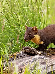 Bild - 07-01-Baummarder.tif